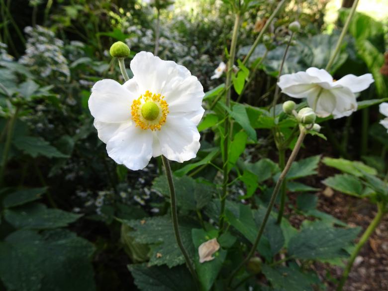 Free stock image of White anemones created by GAIMARD Jacques