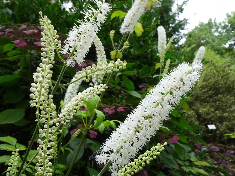 Free stock image of spike-like beauties in a garden created by GAIMARD Jacques