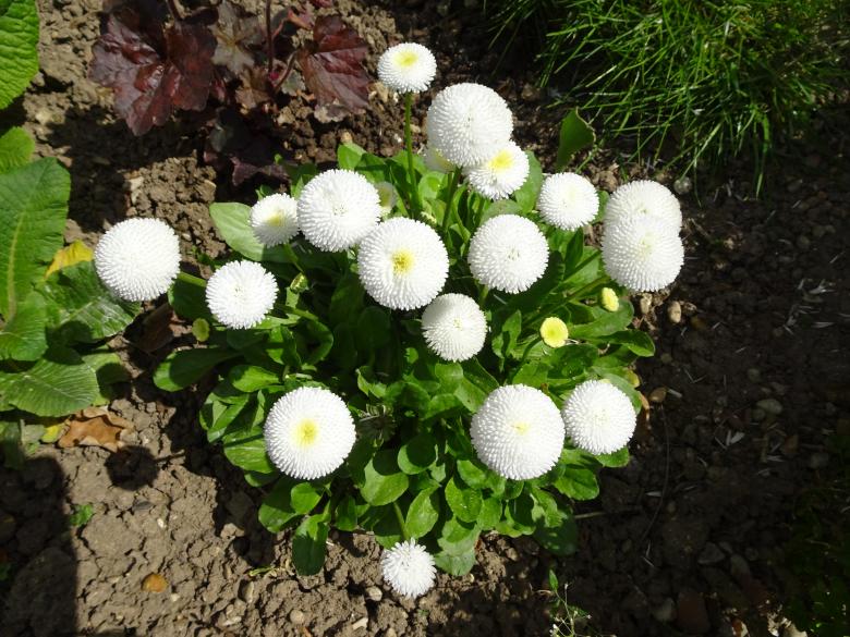Free stock image of Small daisies with double flowers created by GAIMARD Jacques