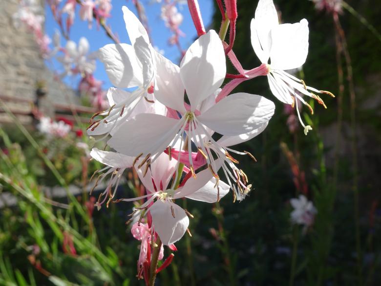 Free stock image of Superb flower in a public garden created by GAIMARD Jacques