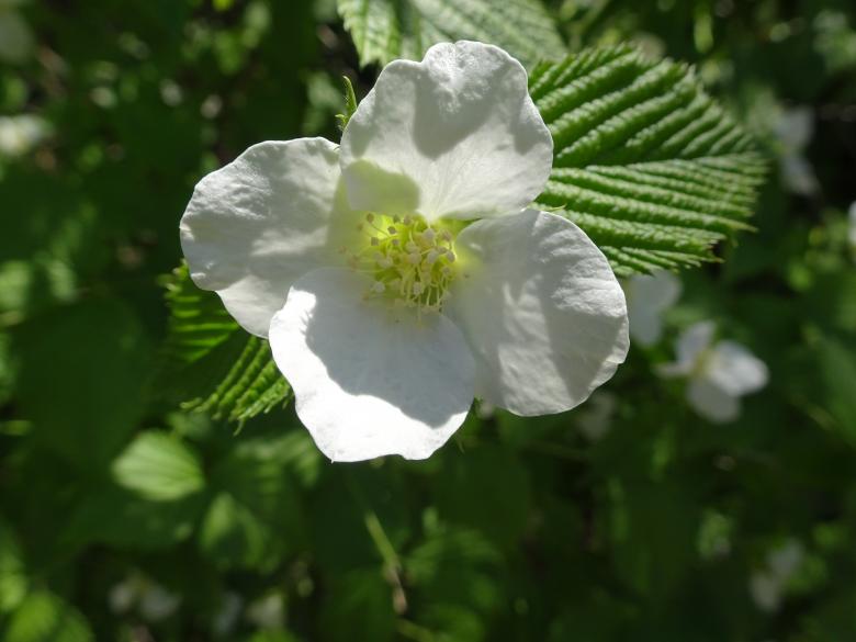 Free stock image of Close-up of white flowers created by GAIMARD Jacques