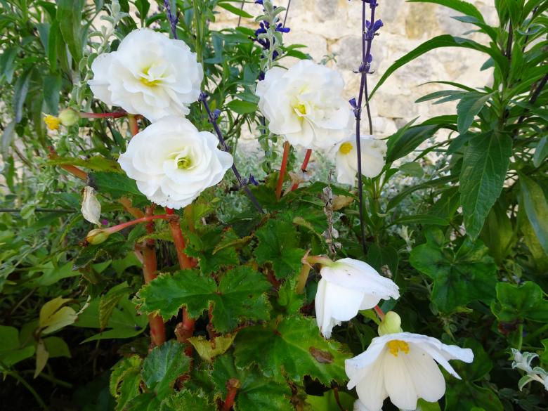 Free stock image of White begonias created by GAIMARD Jacques