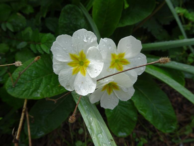 Free stock image of White and yellow nice garden flower created by GAIMARD Jacques