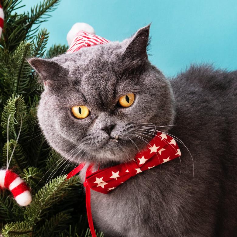 Free stock image of Christmas Cat created by balbir
