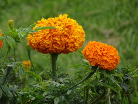 Free Stock Photo of Marigolds with double flowers