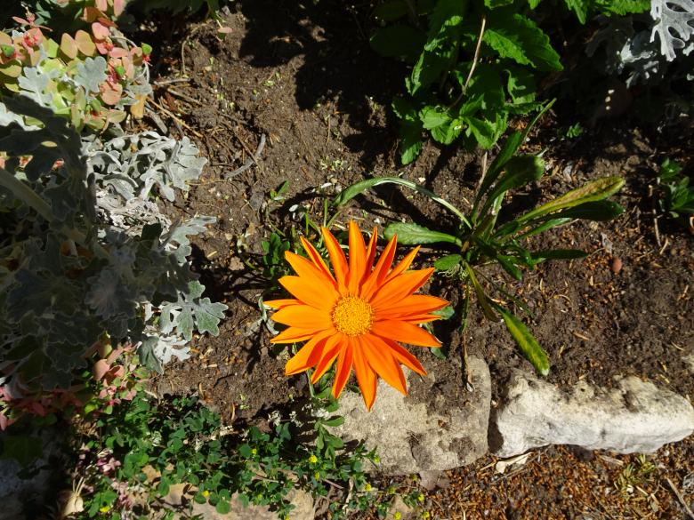 Free stock image of Lonely plant from above... created by GAIMARD Jacques