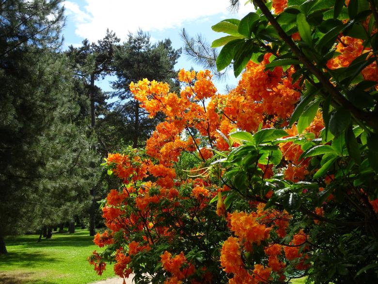 Free stock image of Incredible bright orange rhododendron ! created by GAIMARD Jacques
