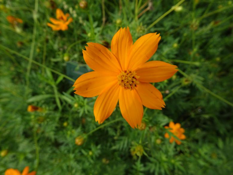 Free stock image of Perfect orange flower ! created by GAIMARD Jacques