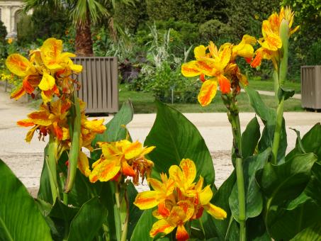 Free Stock Photo of Yellow and orange balisiers in a public garden