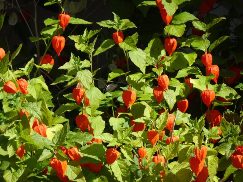 Free stock image of ground cherry alkekengi gigantea (Chinese lantern) created by GAIMARD Jacques