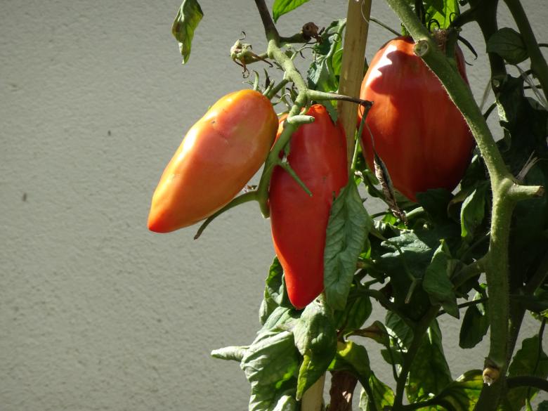 Free stock image of Chillies ? Peppers ? No...trendy tomatoes ! created by GAIMARD Jacques