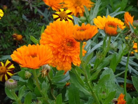 Free Stock Photo of Close-up of a beautiful orange marigolds