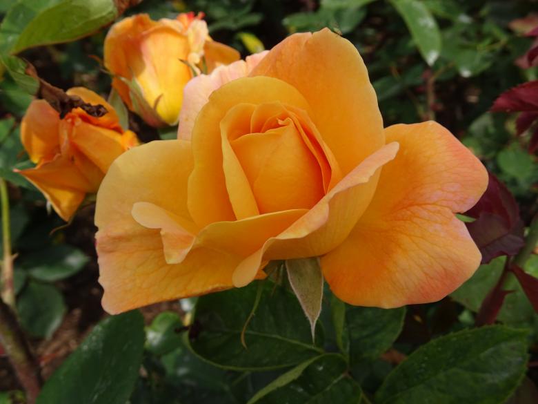 Free stock image of Apricot-orange rose bush created by GAIMARD Jacques