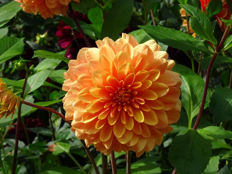 Free stock image of Apricot color for a blooming dahlia created by GAIMARD Jacques