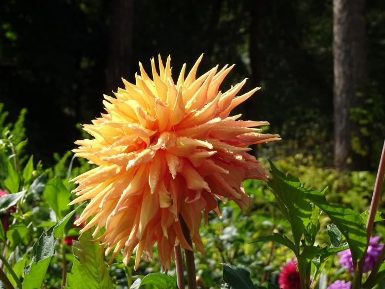 Free stock image of Side view of orange-yellow dahlia created by GAIMARD Jacques