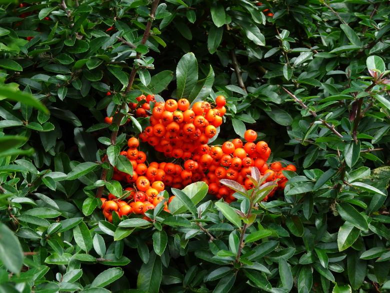 Free stock image of Autumn pyracantha created by GAIMARD Jacques