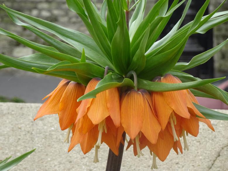 Free stock image of Orange imperial fritillaria's close-up created by GAIMARD Jacques