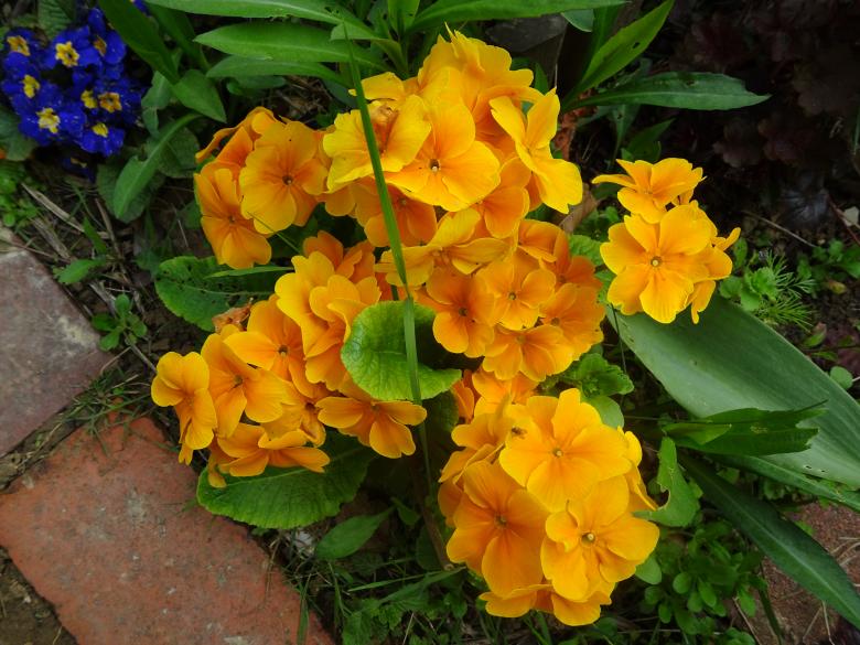 Free stock image of Early spring orange garden pansy created by GAIMARD Jacques