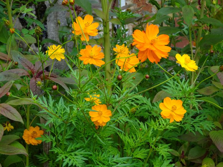 Free stock image of Orange and yellow-orange nice flowers created by GAIMARD Jacques