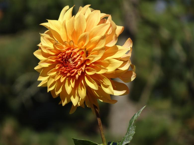 Free stock image of Apricot dahlia's close-up created by GAIMARD Jacques