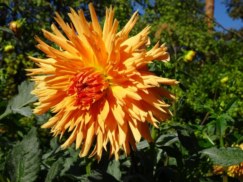 Free stock image of A garden's marvel created by GAIMARD Jacques