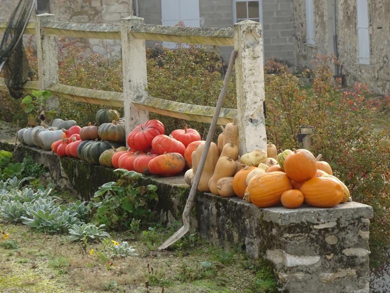 Free stock image of Autumn fruits and vegetables created by GAIMARD Jacques