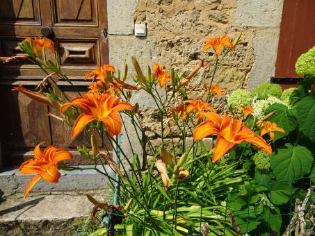 Free Stock Photo of Orange hemerocallis in front of a house
