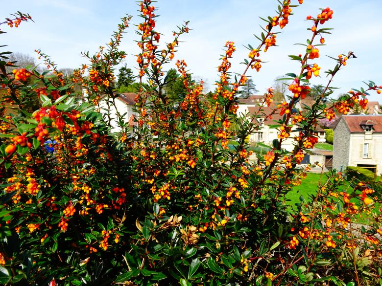 Free stock image of Blooming berberis shrub in the countryside created by GAIMARD Jacques