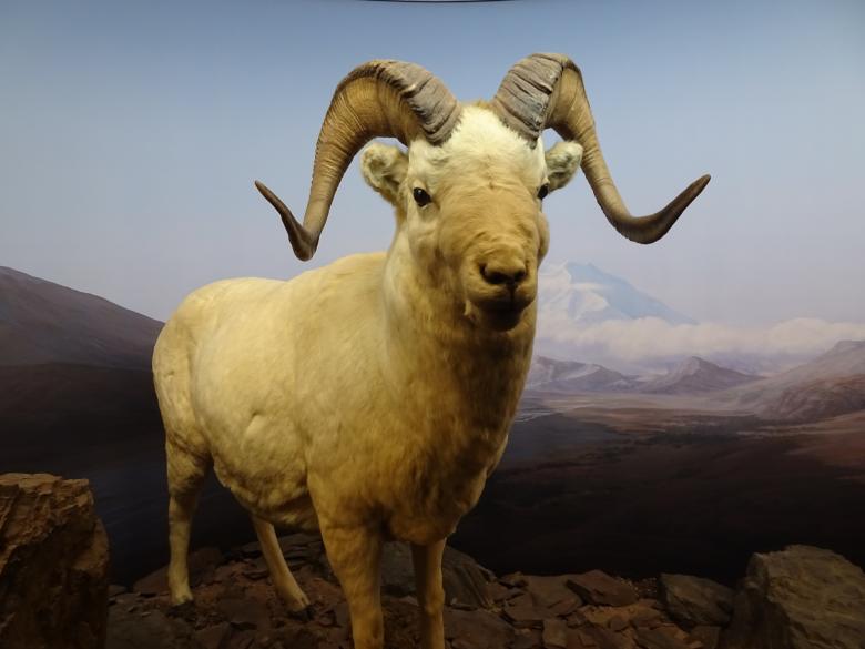 Free stock image of Diorama exhibition: stuffed mouflon created by GAIMARD Jacques