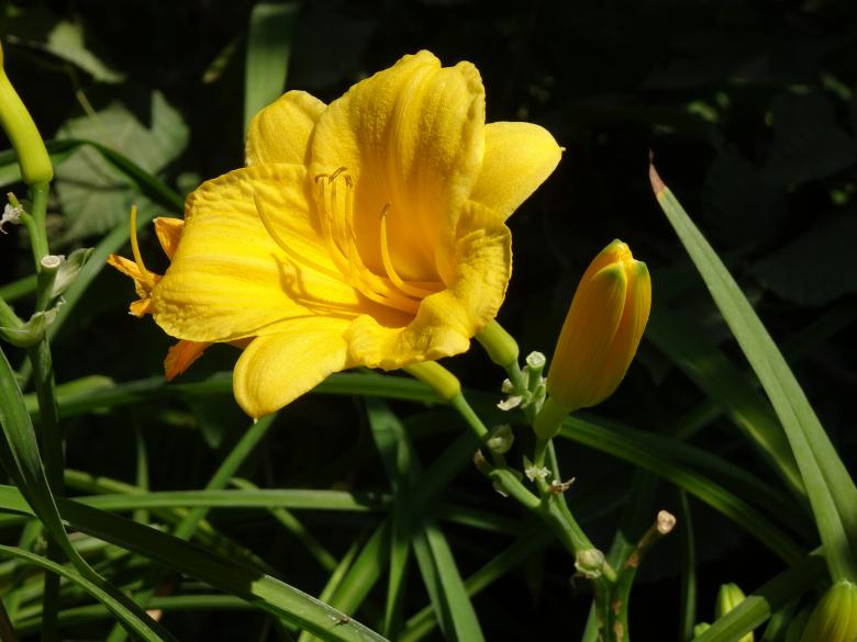 Free stock image of Yellow Hemerocallis created by GAIMARD Jacques