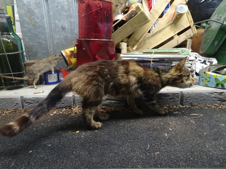 Free stock image of Stuffed cat wandering in the city garbage created by GAIMARD Jacques