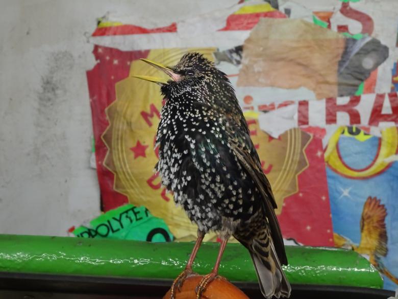 Free stock image of Poor (stuffed) starling singing in the garbage !! Pitiful... created by GAIMARD Jacques