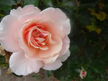 Free Stock Photo of Porcelain-like rose...