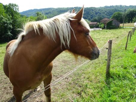 Free Stock Photo of Please! Give me some more of that crunchy grass!!!