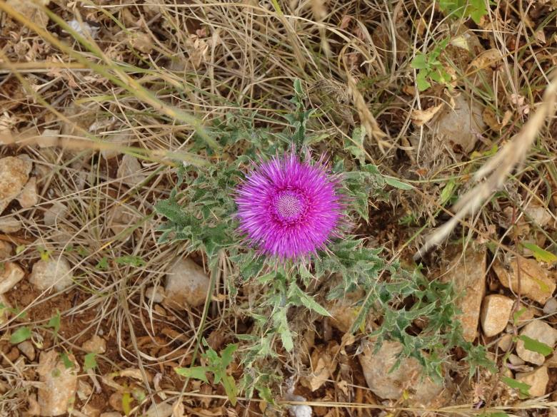Free stock image of Dwarf thistle on rocky and dry soil created by GAIMARD Jacques