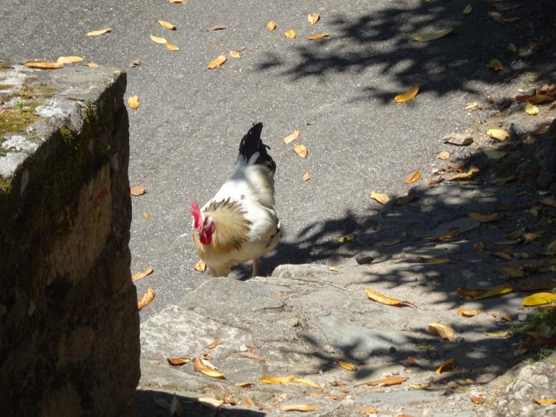 Free stock image of Not much to peck, but... I'll manage!! created by GAIMARD Jacques