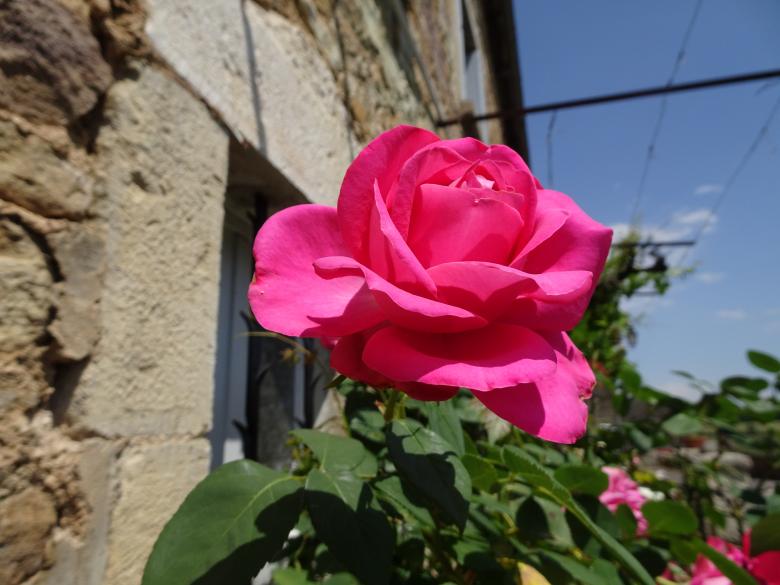 Free stock image of The Name of the Rose created by GAIMARD Jacques
