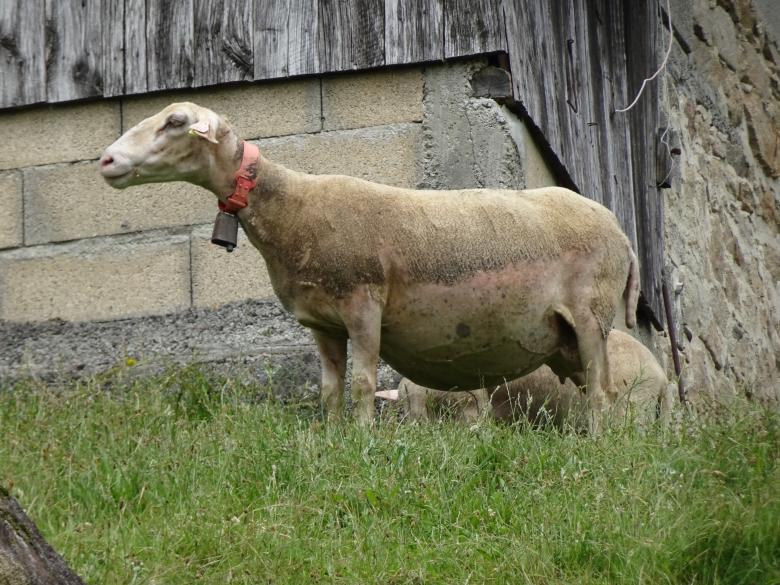 Free stock image of  Stuffed sheep (with food) in full digestion! created by GAIMARD Jacques