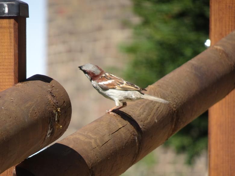 Free stock image of Got the feeling it's gonna be a great pecking day! created by GAIMARD Jacques