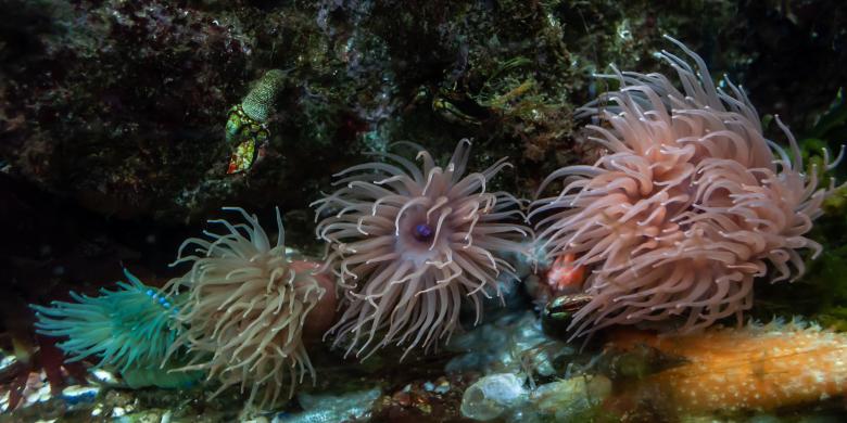 Free stock image of Anemones created by PaSoNeCa