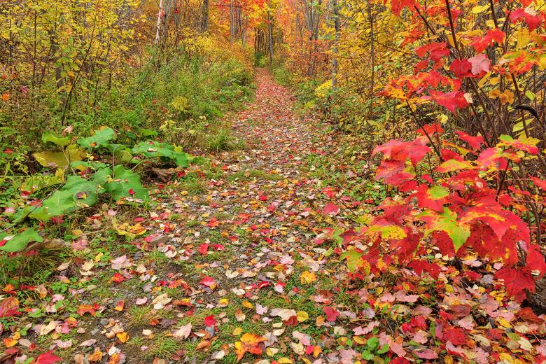 Free stock image of Autumn Harvey Forest Trail created by Nicolas Raymond