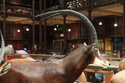 They're all jealous of my beautiful long horns! - Free Stock Photo