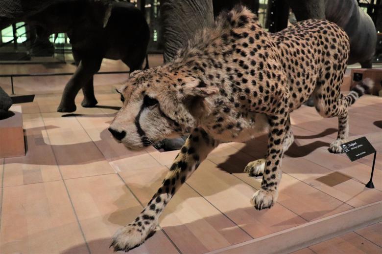 Free stock image of Hunting cheetah!! Beware... created by GAIMARD Jacques