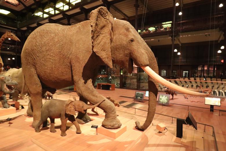 Free stock image of Elephant and its baby... Ain't that cute! created by GAIMARD Jacques