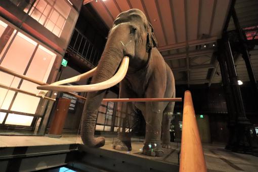 Free Stock Photo of Stuffed elephant on the verge of escaping from the museum!