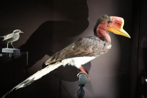 Free Stock Photo of I stock my vault (stock...vault...humor!) on my beak