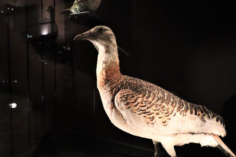 Free stock image of Stuffed bird created by GAIMARD Jacques