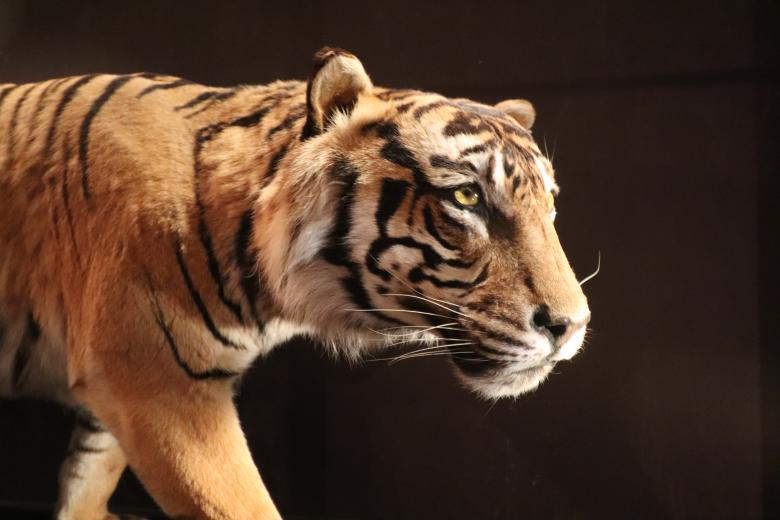 Free stock image of Beautiful naturalized tiger created by GAIMARD Jacques