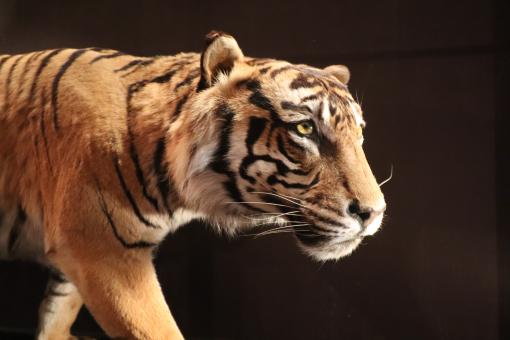 Beautiful naturalized tiger - Free Stock Photo