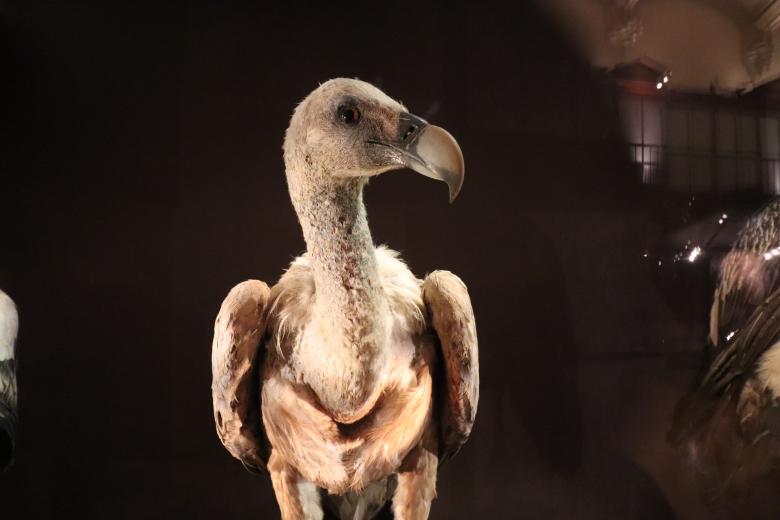 Free stock image of Naturalized bird of prey created by GAIMARD Jacques
